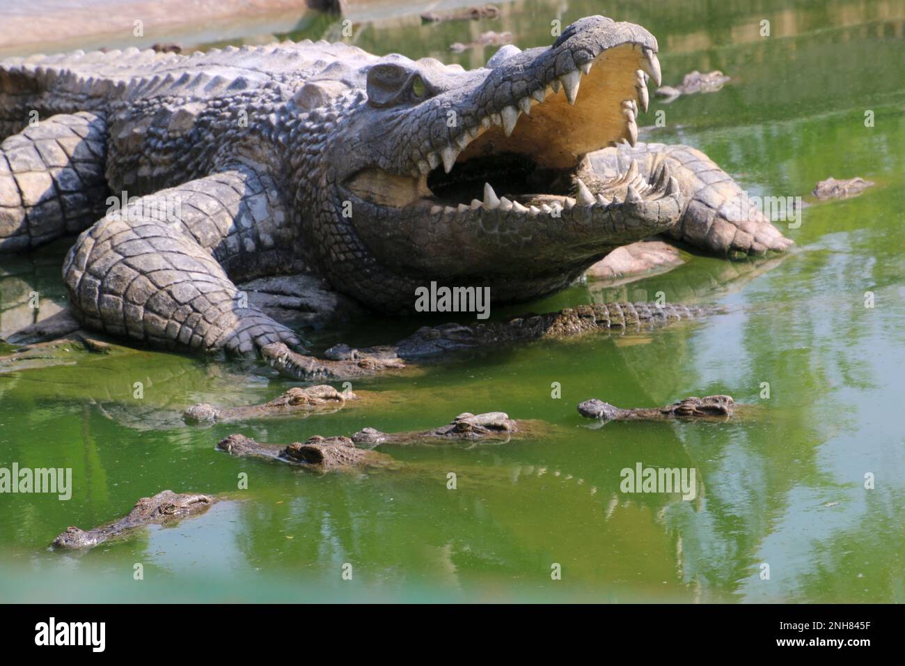 Krokodilfarm in Chau Doc, Vietnam Stockfoto