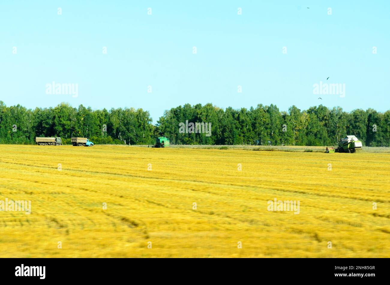 Traktor im Feldstaub bei der Arbeit mit der Ernte in den russischen Lkw „ZIL“. Der Blick aus dem Fenster eines fahrenden Autos Stockfoto