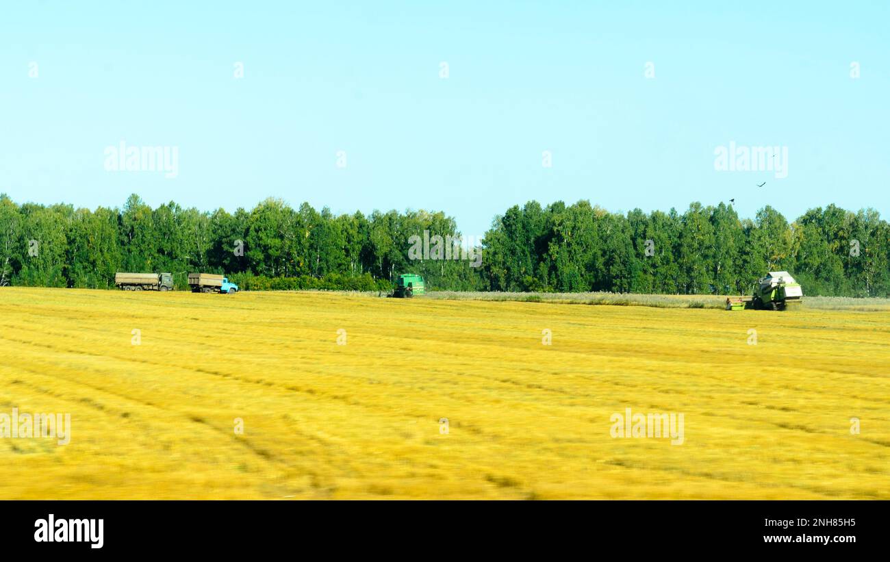 Traktor im Feldstaub bei der Arbeit mit der Ernte in den russischen Lkw „ZIL“. Der Blick aus dem Fenster eines fahrenden Autos Stockfoto