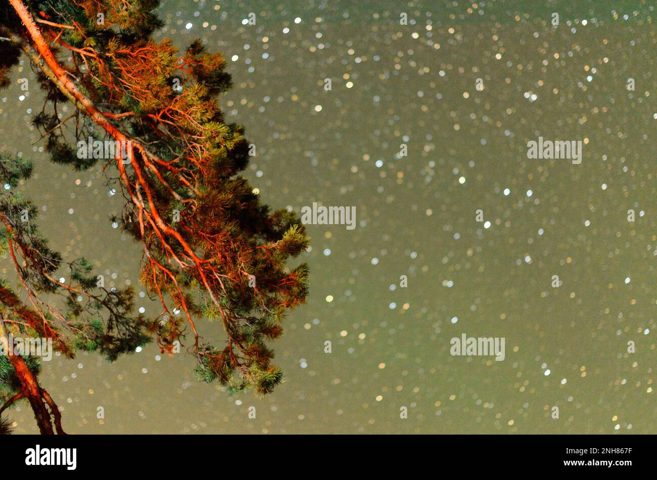 Abstraktes Foto von der Spitze der Kiefer vor dem Sternenhimmel. Stockfoto