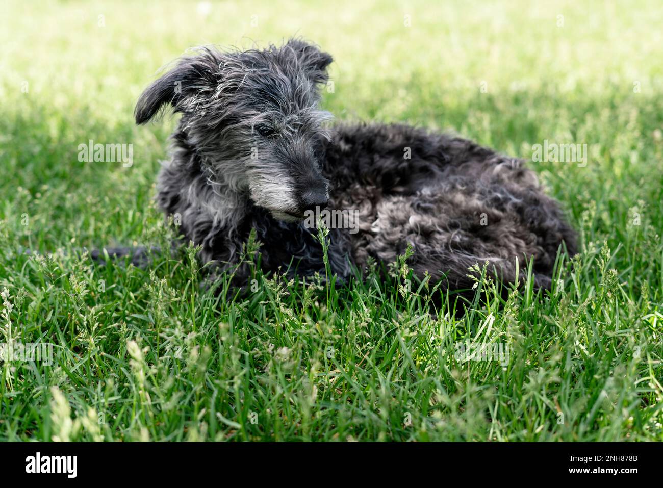 Mischhund bedlington Terrier oder bedlington Whippet grau flauschig Seniorhund ruht sich auf grünem Gras Haustiere Adoptionsbetreuung und Walking Dog Tierliebe Stockfoto