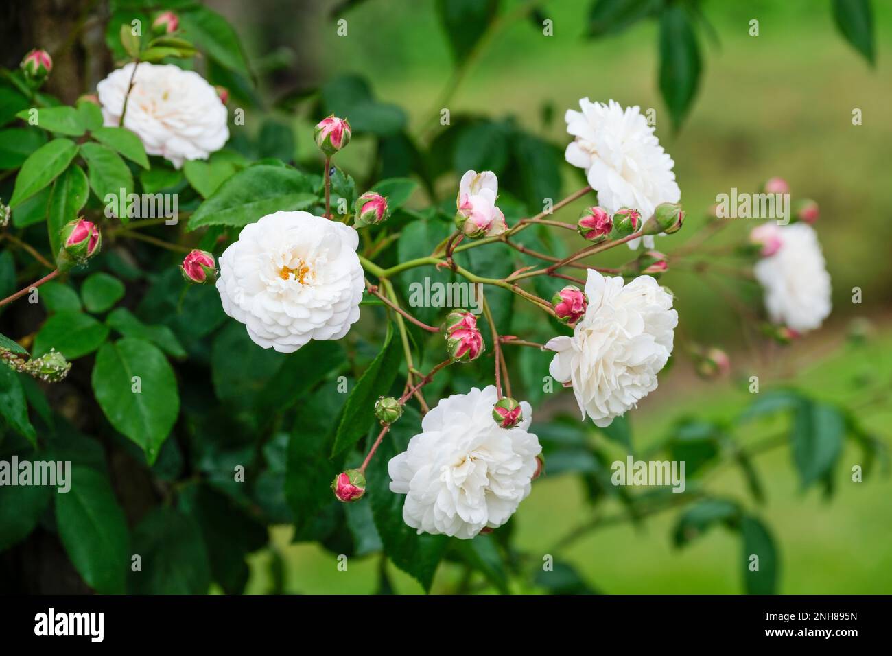 Rosa Felicite-Perpetue, verstreute Rose mit relativ dornlosen Stämmen, Rosette-ähnliche, cremeweiße Blumen Stockfoto