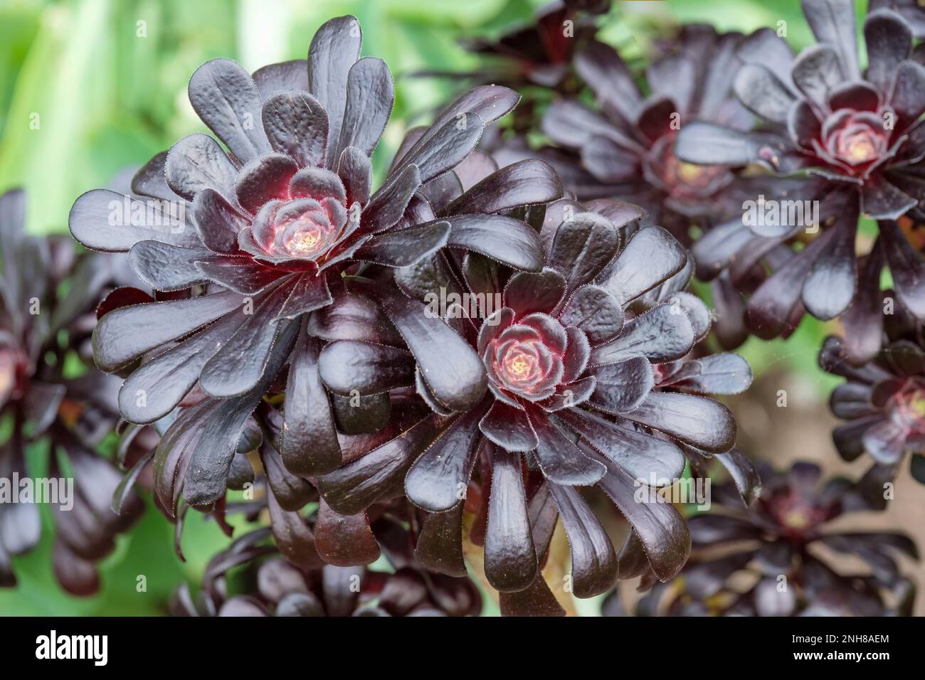 Aeonium Arboreum Atropurpureum, violette Rose, saftig mit dunkelrötlich-violetten Blättern Stockfoto