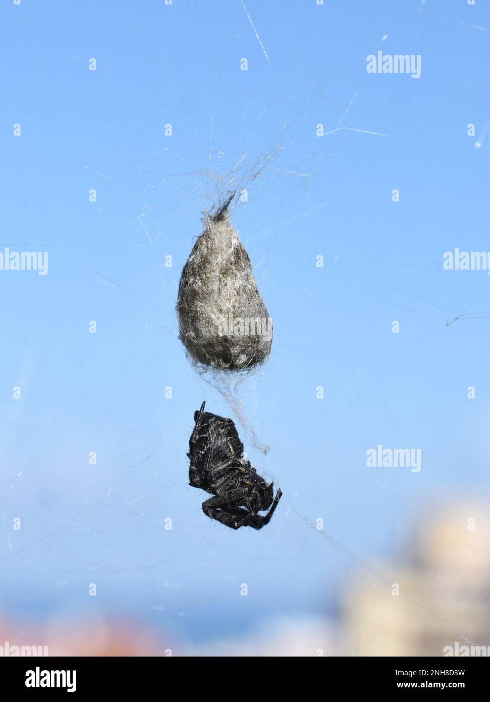 Schwarz-weiße Zeltwebspinne Cyrtophora citricola, die mit Essen vor dem blauen Himmel hängt Stockfoto