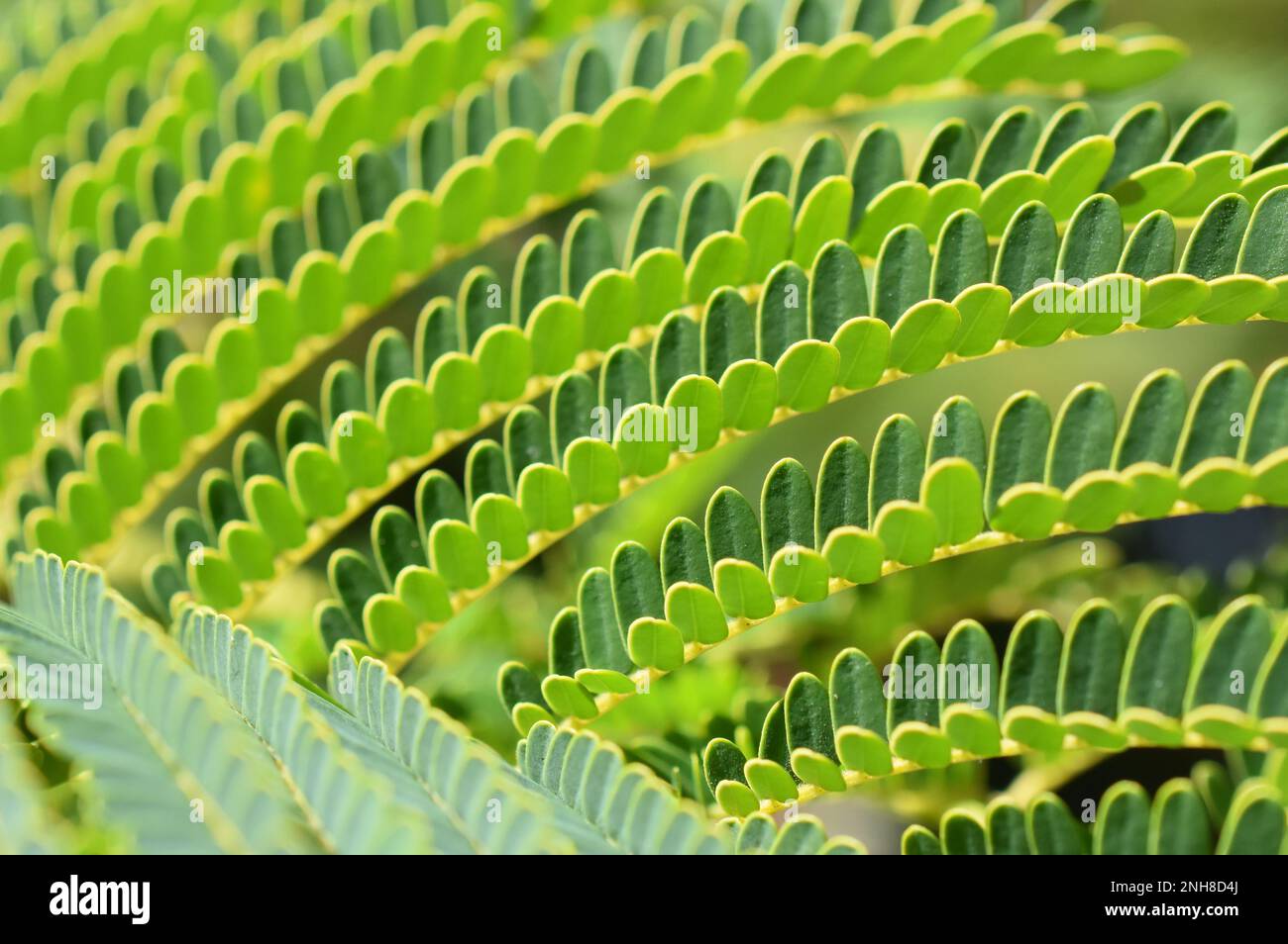 Nahaufnahme der fernähnlichen Blätter eines persischen Seidenbaums Albizia julibrissin Stockfoto