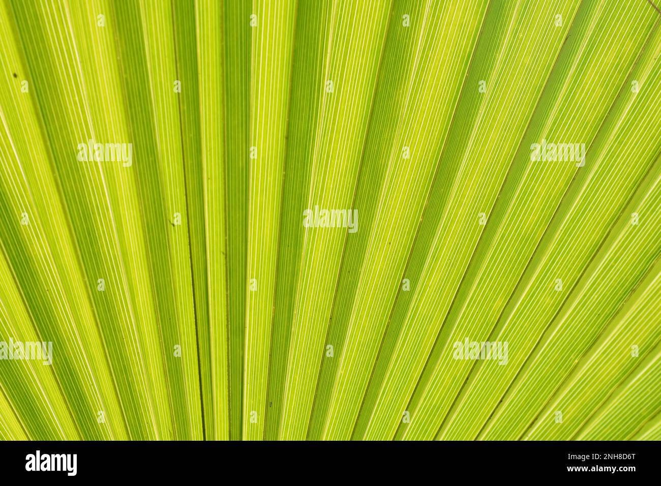 Leuchtend grün gestreiftes Palmenblatt-Nahtmaterial Stockfoto Leuchtend grün gestreiftes Palmenblatt-Nahtmaterial Stockfoto