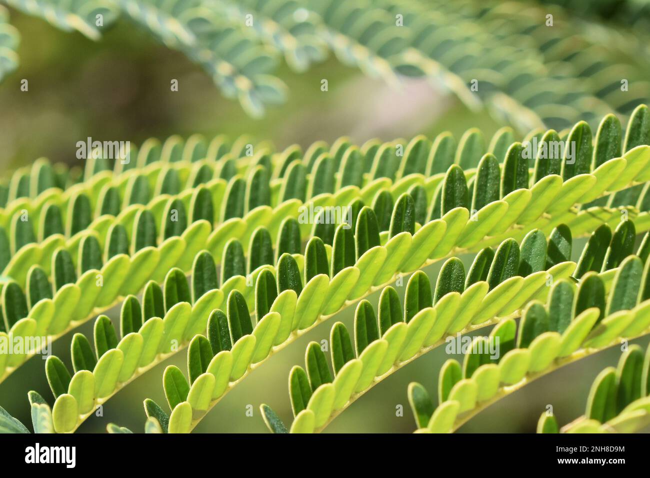 Nahaufnahme der fernähnlichen Blätter eines persischen Seidenbaums Albizia julibrissin Stockfoto