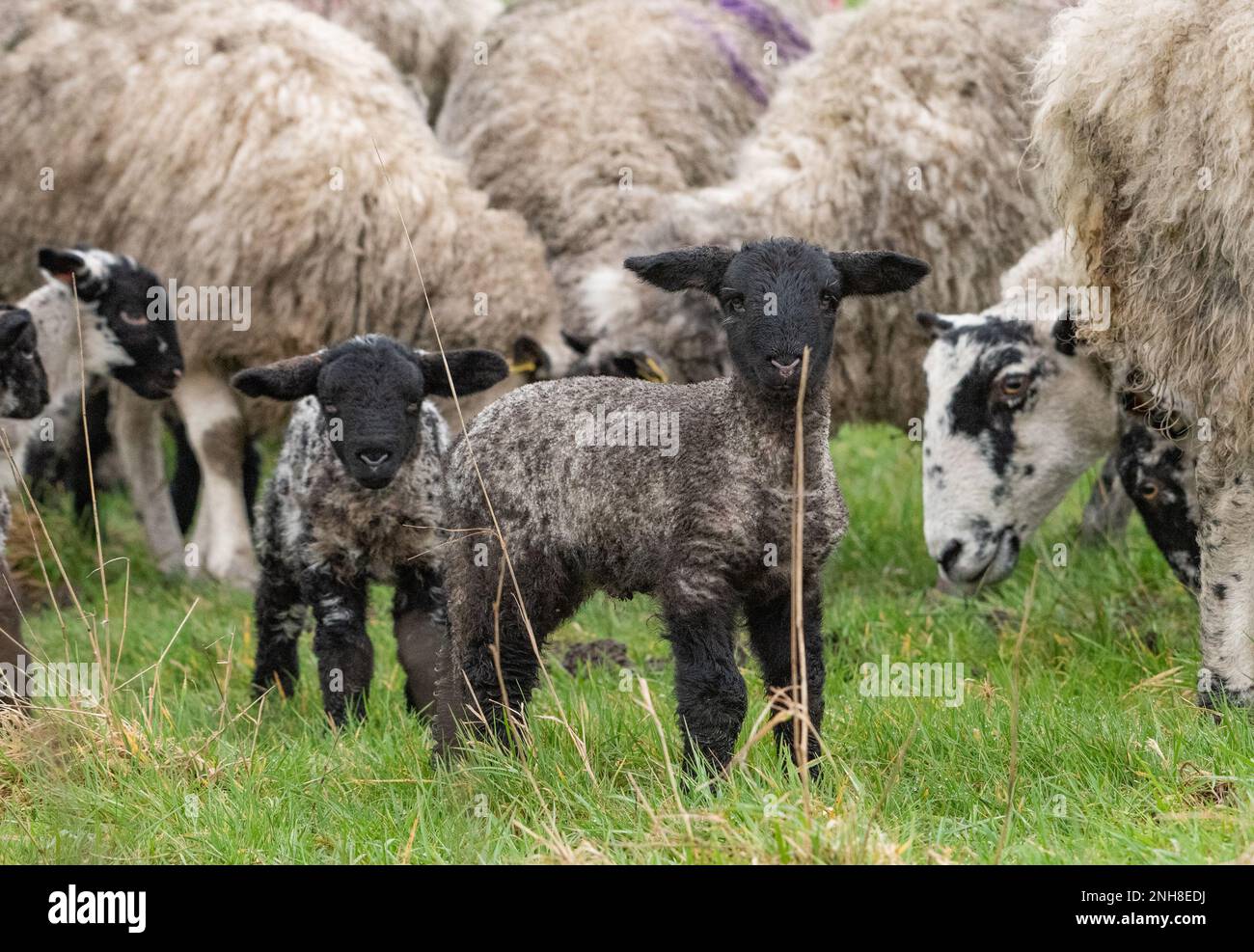 Chipping, Preston, Lancashire, Großbritannien. 21. Februar 2023. Die Lambdasaison in der Nähe von Preston, Lancashire, ist im Gange. Kredit: John Eveson/Alamy Live News Stockfoto