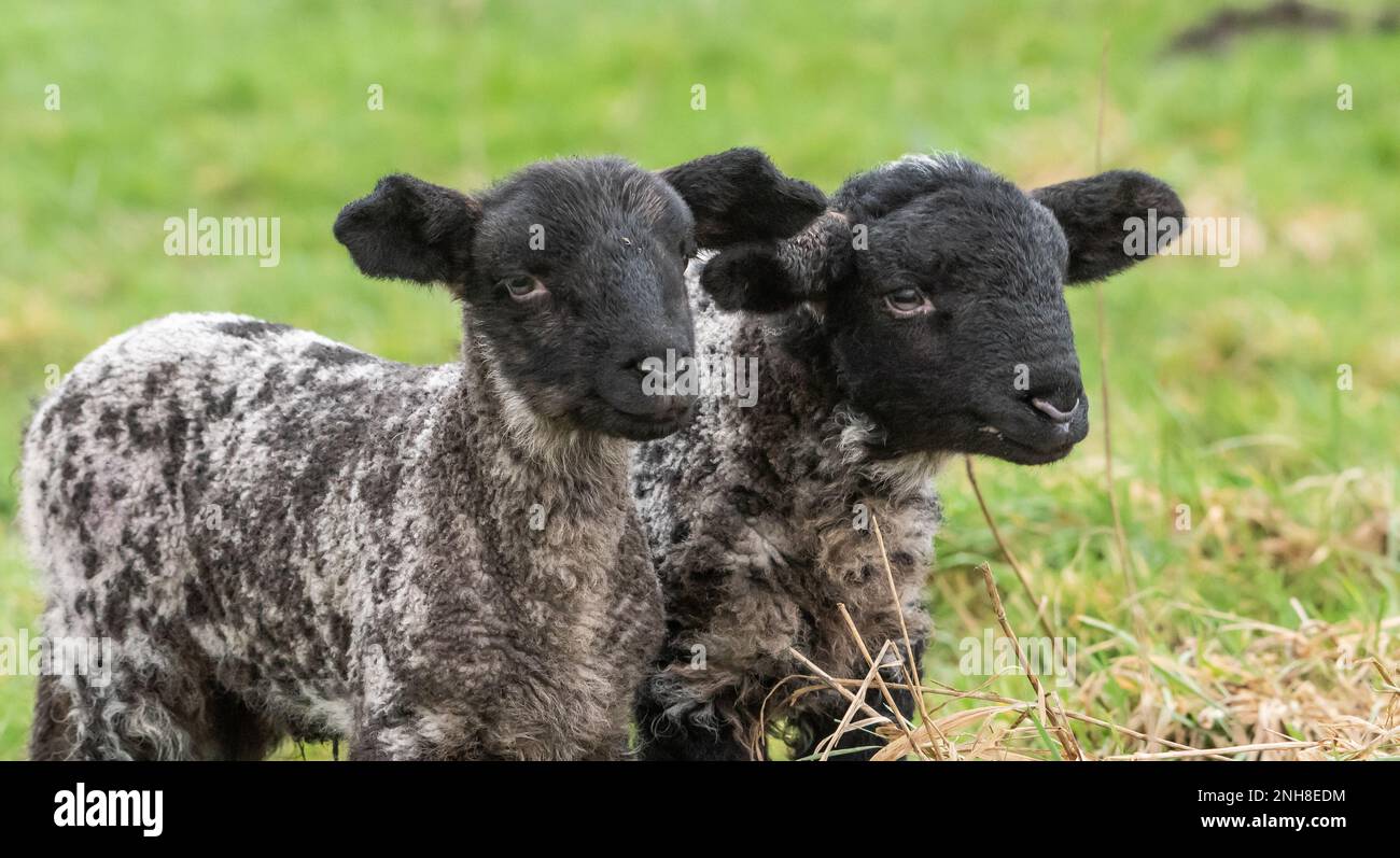 Chipping, Preston, Lancashire, Großbritannien. 21. Februar 2023. Die Lambdasaison in der Nähe von Preston, Lancashire, ist im Gange. Kredit: John Eveson/Alamy Live News Stockfoto