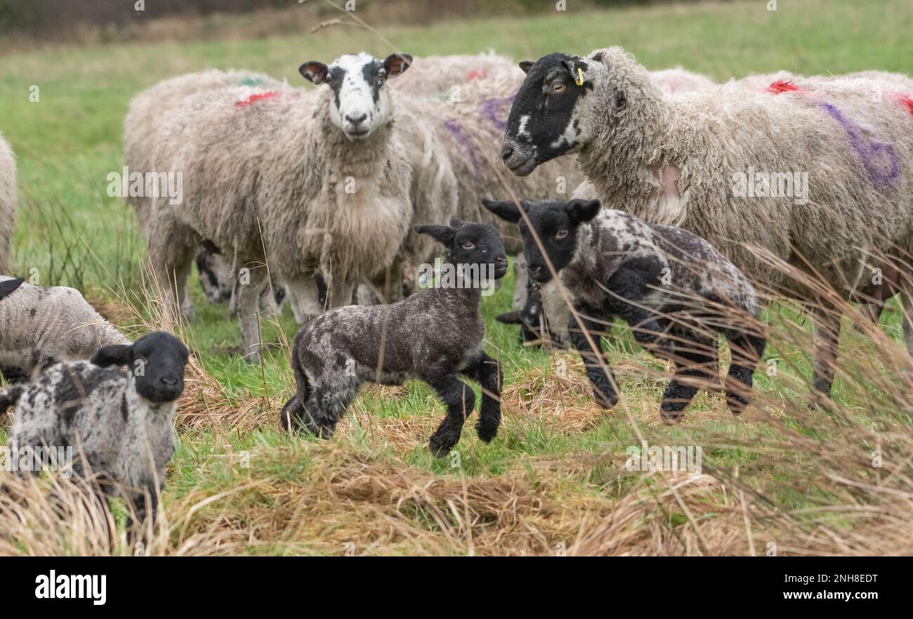 Chipping, Preston, Lancashire, Großbritannien. 21. Februar 2023. Die Lambdasaison in der Nähe von Preston, Lancashire, ist im Gange. Kredit: John Eveson/Alamy Live News Stockfoto