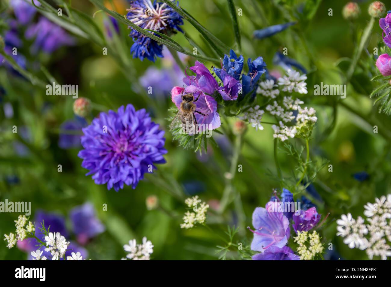 westliche Honigbiene sammelt Pollen aus dem Wanzenholz der Viper mit bunten Wildblumen im Hintergrund Stockfoto