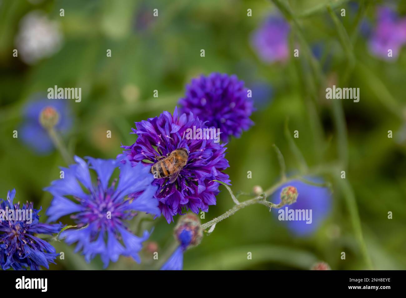 östliche Honigbiene, die Pollen aus hellblauem, lila Kornblumen sammelt Stockfoto