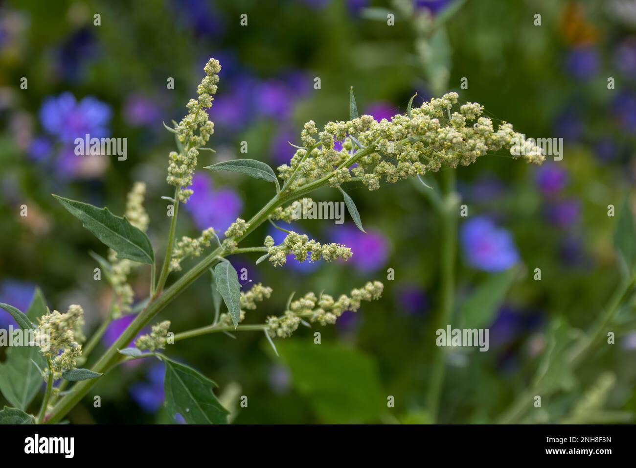 chenopodium Album Pflanze, auch bekannt als weißer Stachelfuß Stockfoto