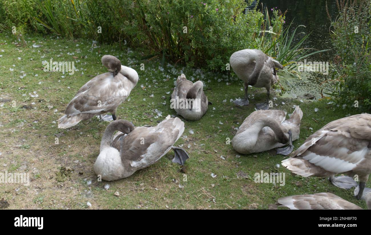 Junge stumme Schwäne, Cygnets, Preening Stockfoto