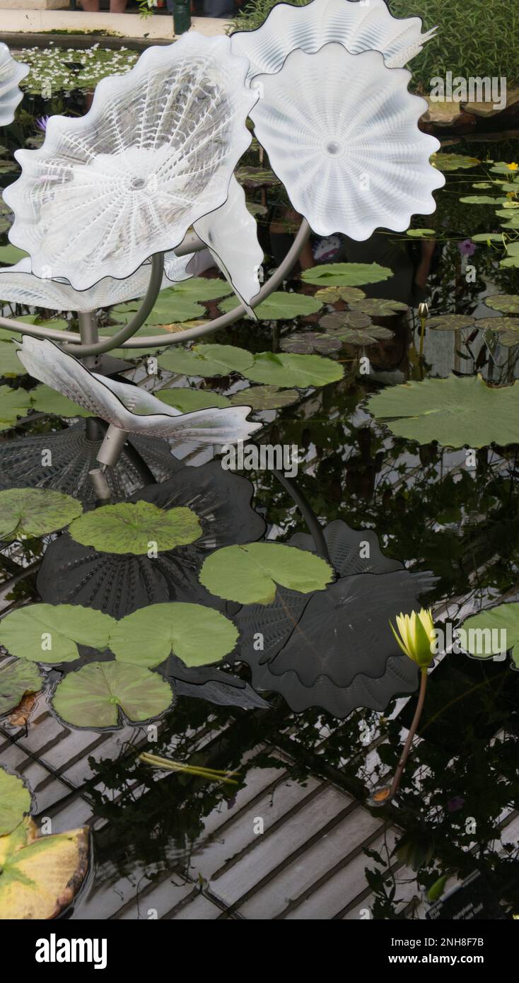 Dale Chihuly's White Persian Pond Skulptur im Waterlily House in Kew Gardens, Richmond, England, Großbritannien Stockfoto