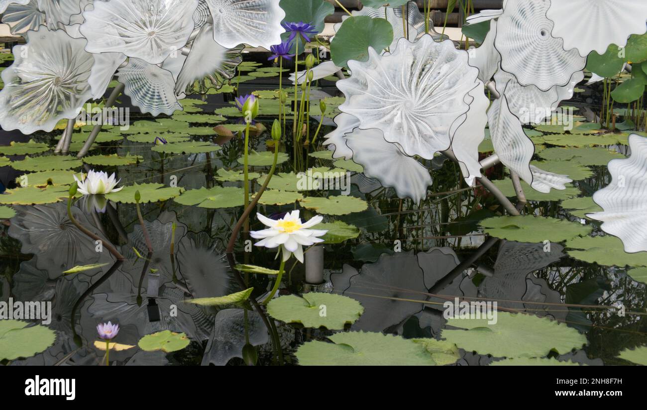 Dale Chihuly's White Persian Pond Skulptur im Waterlily House in Kew Gardens, Richmond, England, Großbritannien Stockfoto