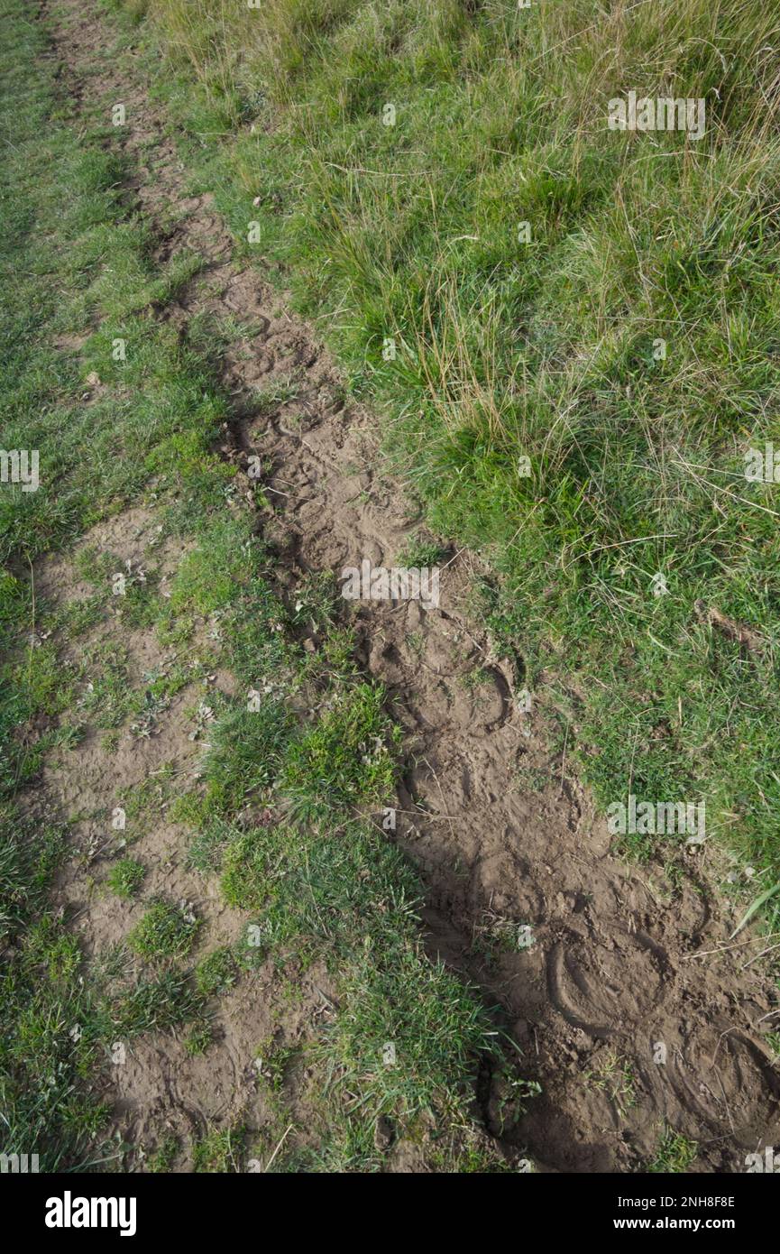 Hufeisenabdrücke auf schmaler Spur Stockfoto