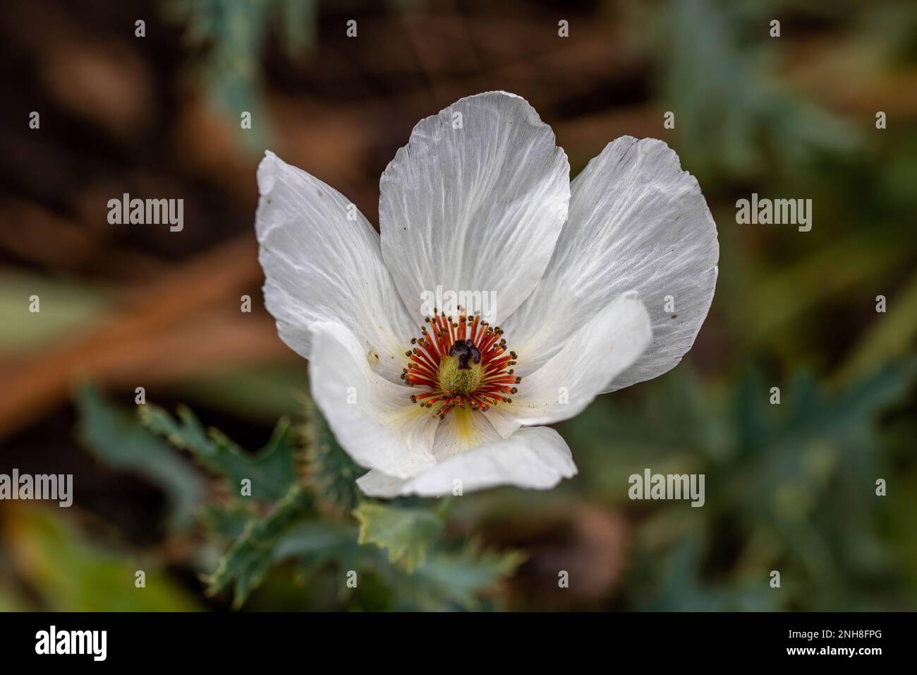 argemone Albiflora der weiße stachelige Mohn auf unscharfem Hintergrund Stockfoto