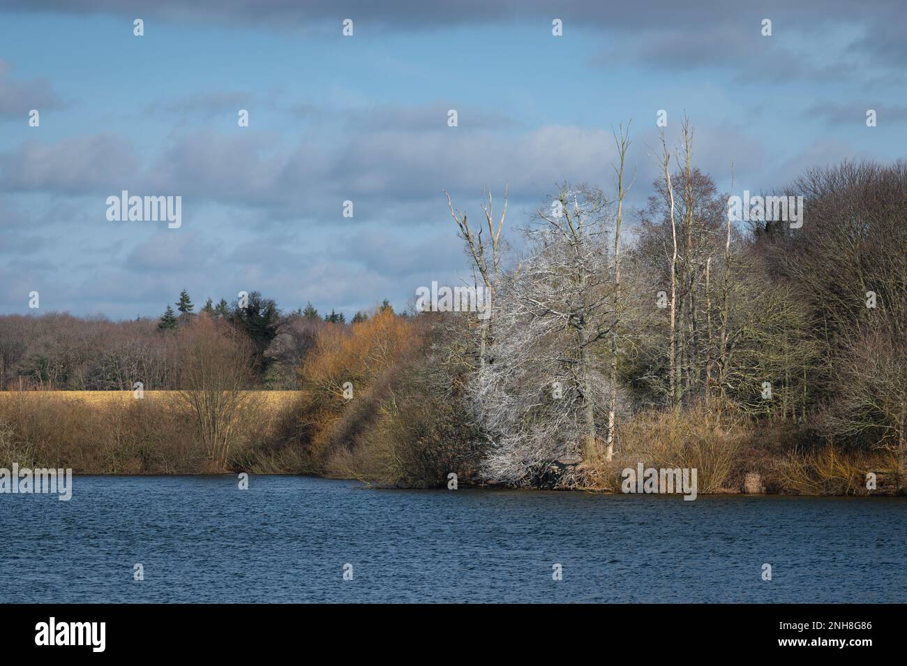 Alton Water (Alton Reservoir) an einem sonnigen Tag im Februar. Warme Farben von Bäumen, blauer Himmel. Stockfoto