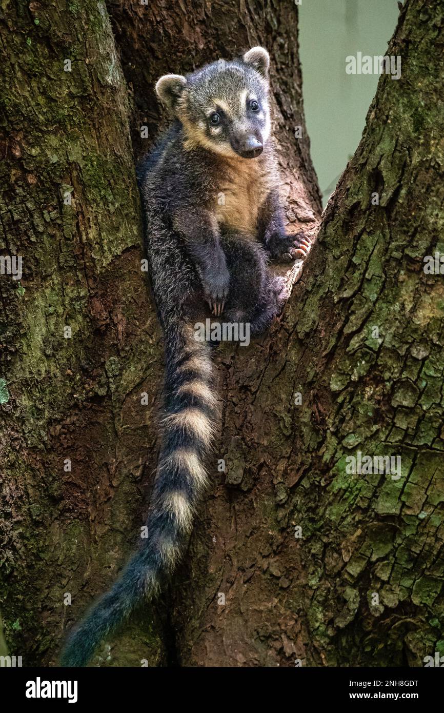 Familie Südamerikanischer Coati, Ring-Tailed Coati, Nasua nasua bei Iguazu Falls, Puerto Iguazu, Argentinien. Eine gemeinsame Spezies von Coati, die sich in der Nähe von Iguas befindet Stockfoto