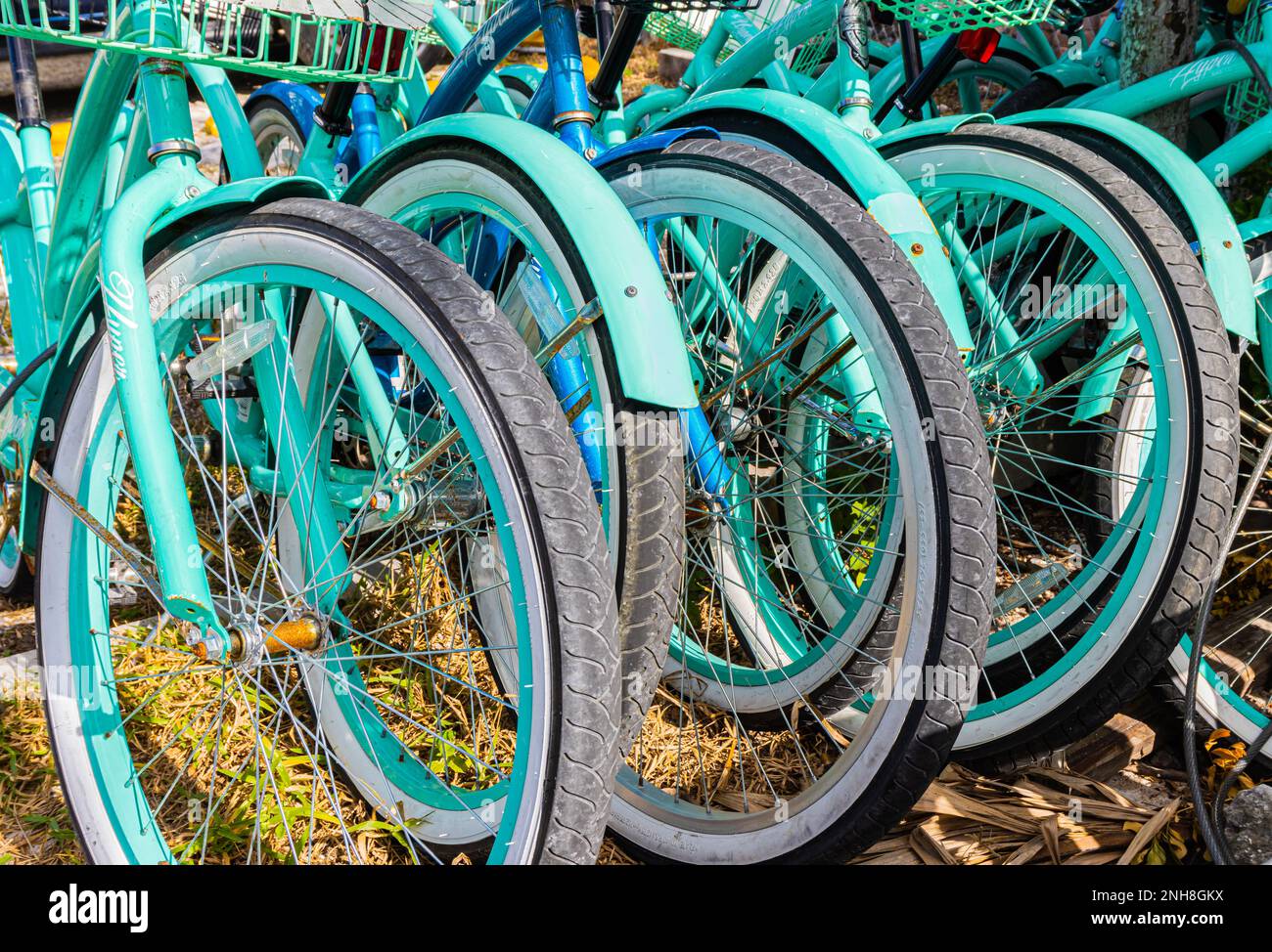 Leihfahrräder, Key West, Florida, USA Stockfoto