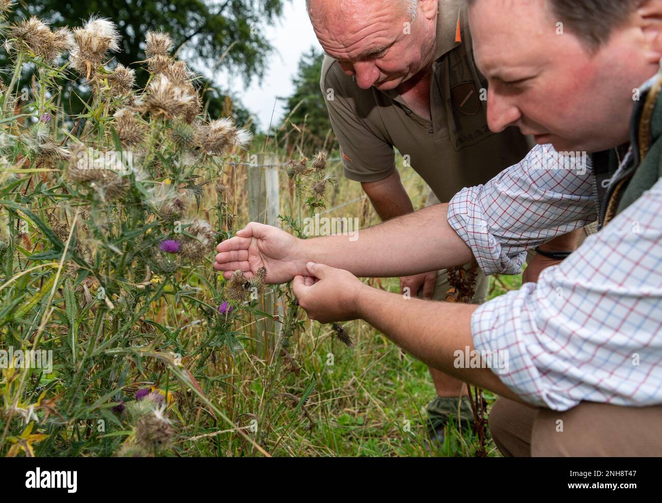 Bauern und Naturforscher, die Bumble-Bienen auf Disteln am Feldrand betrachten und über Lebensräume für eine nachhaltige Landwirtschaft diskutieren. Northumberland, Großbritannien. Stockfoto