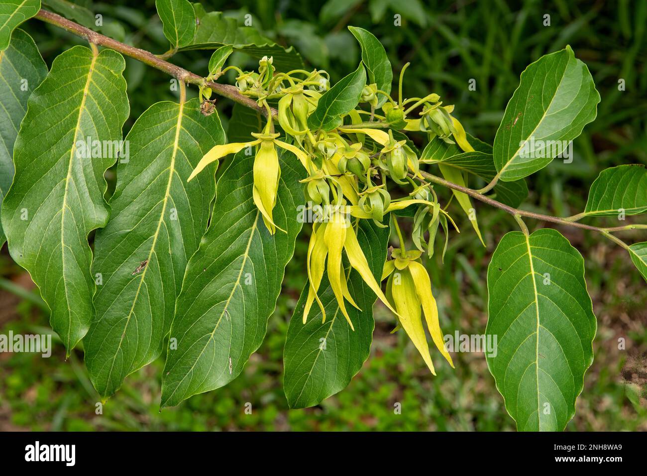 Cananga odorata, Ylang Ylang Flowers of Cananga Tree, Reunion Stockfoto