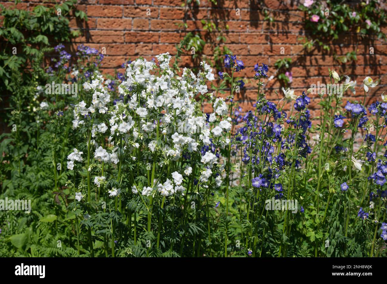 Sommerblumen aus blauem und weißem Polemonium caeruleum, Jacob's Ladder in einer Sommergartengrenze im Vereinigten Königreich Juni Stockfoto