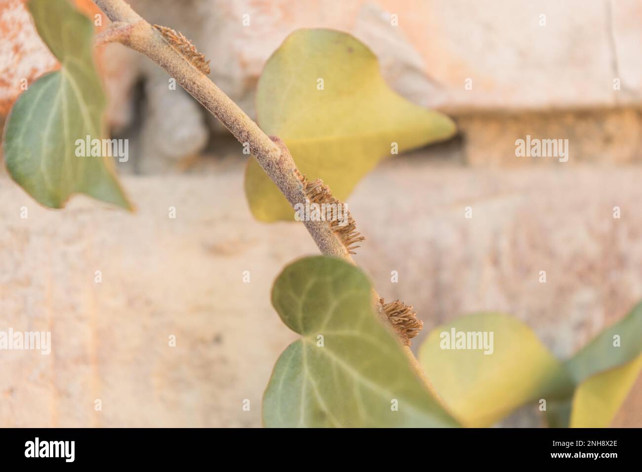 ivy-Wurzel an der Wand Stockfoto