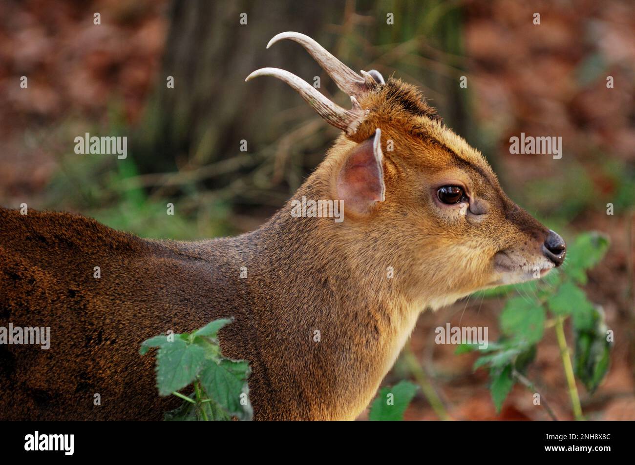 Muntjac Deer (Muntiacus reevesi) in Woodland Enclosure (captive), Fife, Schottland, Januar 2008 Stockfoto