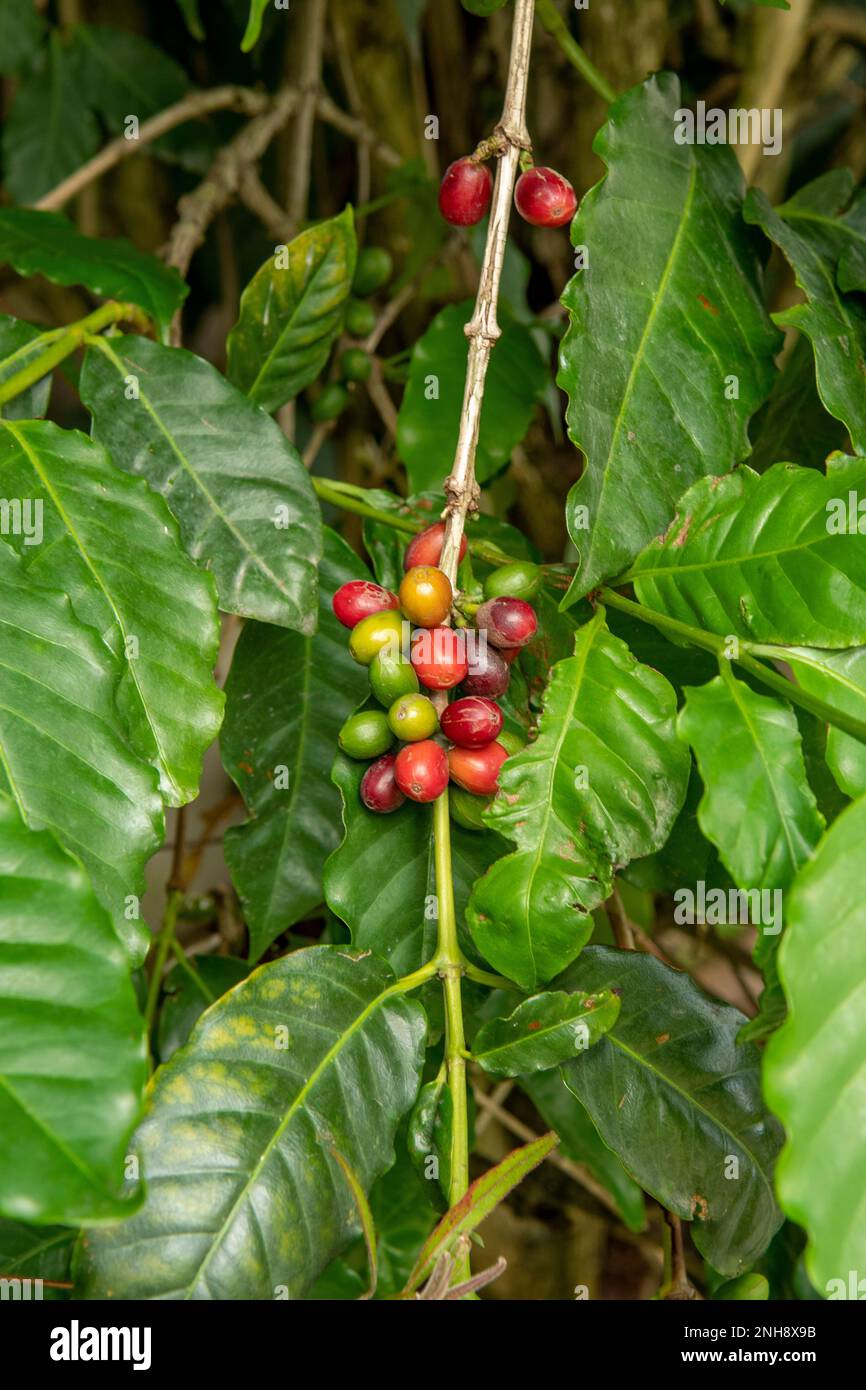 Coffea arabica, Arabica Kaffeebohnen in der Nähe von St. Denis, Reunion Stockfoto