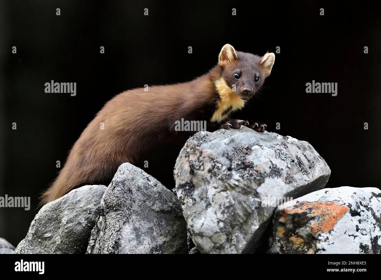 Pine Marten (Martes martes) Jungtiere, die auf dem Aigas Estate, Inverness-shire, Schottland, von Erdnüssen angezogen werden, die für rote Eichhörnchen übrig bleiben Stockfoto