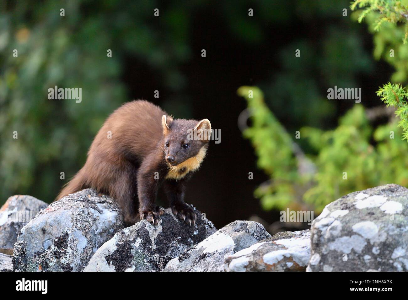 Pine Marten (Martes martes) Jungtiere, die auf dem Aigas Estate, Inverness-shire, Schottland, von Erdnüssen angezogen werden, die für rote Eichhörnchen übrig bleiben Stockfoto