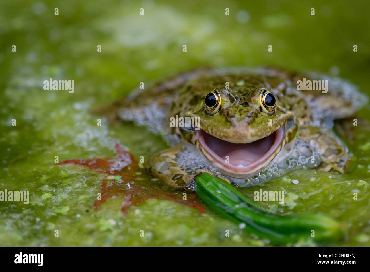 Lächelnder Frosch im Wasser. Ein gemeiner Frosch mit offenem Mund in Vegetationsgebieten. Pelophylax lessonae. Biologische Vielfalt. Stockfoto