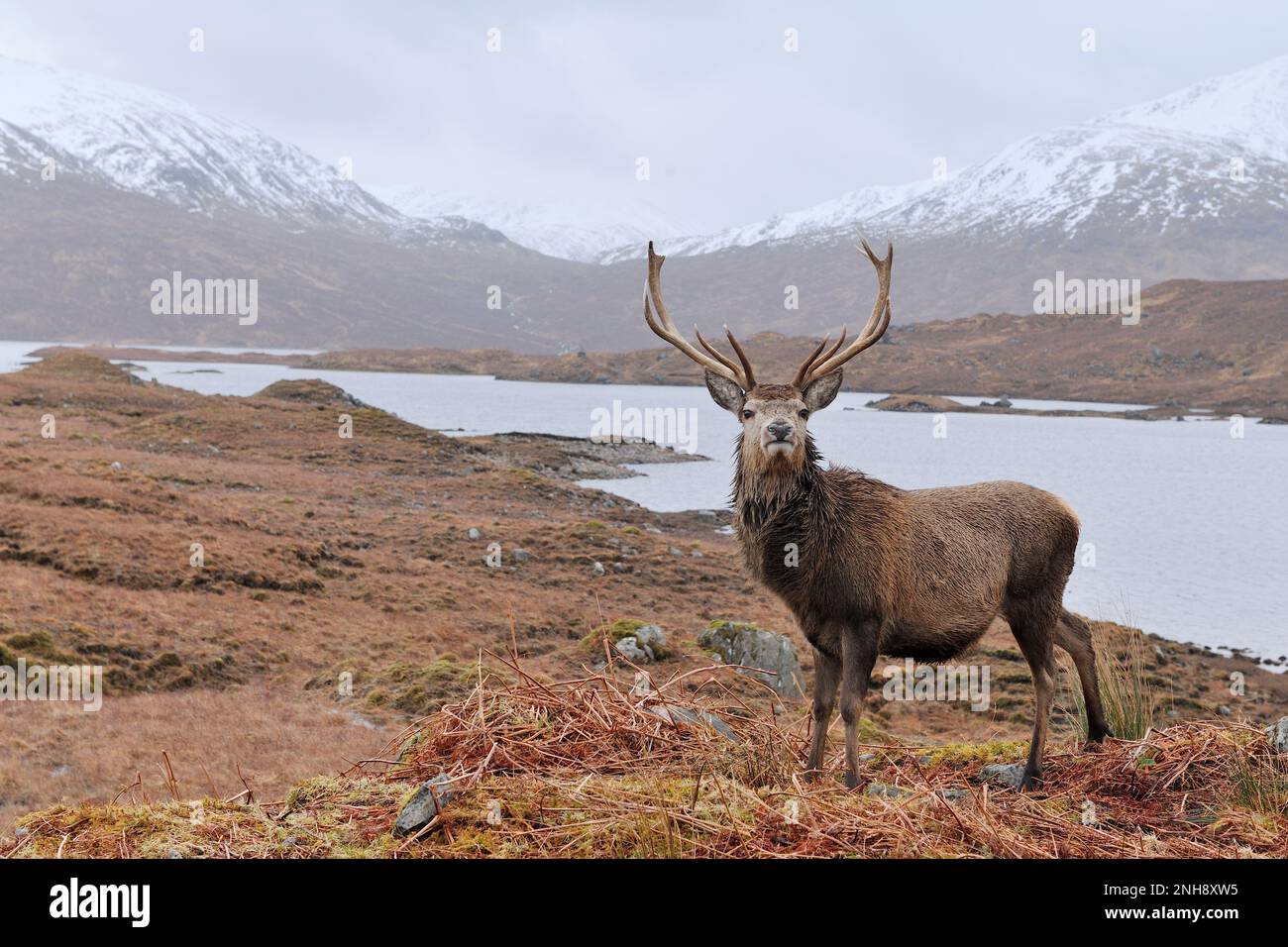 Red Deer (Cervus elaphus) Lone stag in Highland Landscape im späten Winter, Glen Garry, Inverness-shire, Schottland, März 2016 Stockfoto