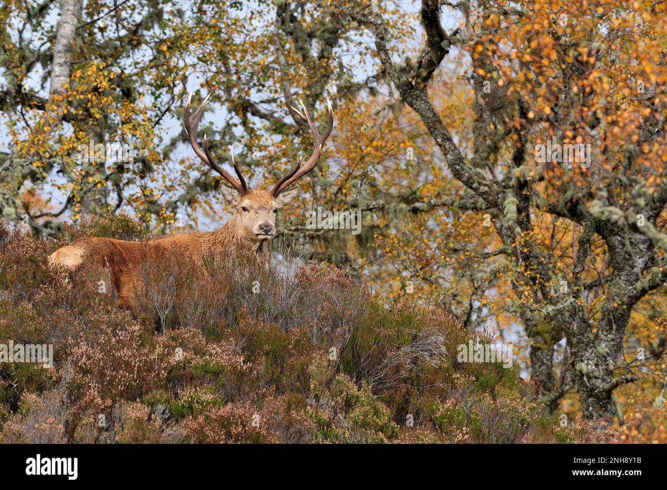 Red Deer (Cervus elaphus) Hirsch in einheimischem Birchwood im Herbst, Glen Affric National Nature Reserve, Inverness-shire, Schottland, Oktober 2009 Stockfoto