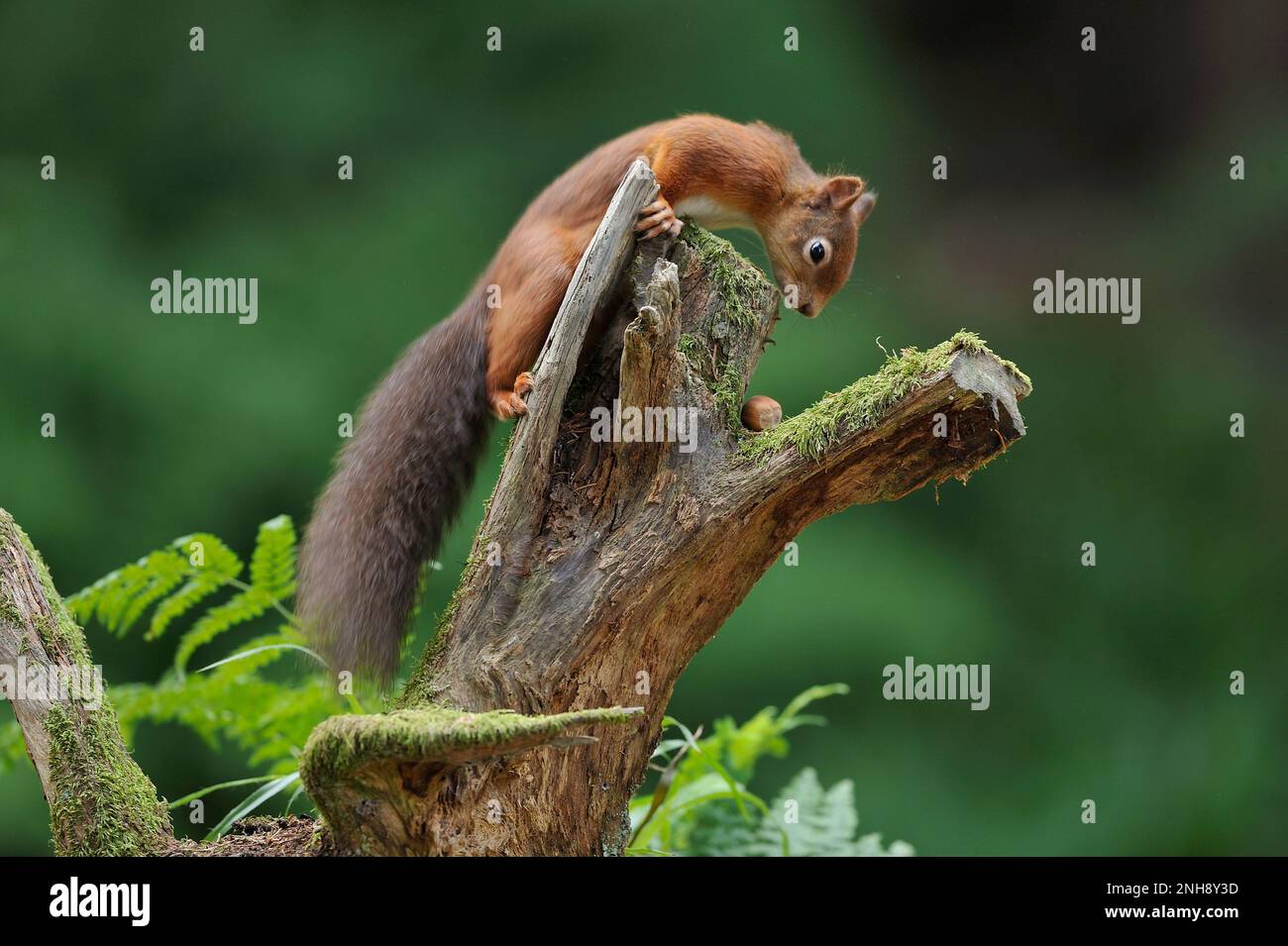 Rotes Eichhörnchen (Sciurus vulgaris), angezogen von Haselnuss auf Baumstumpf, Inverness-shire, Schottland, Oktober 2012 Stockfoto