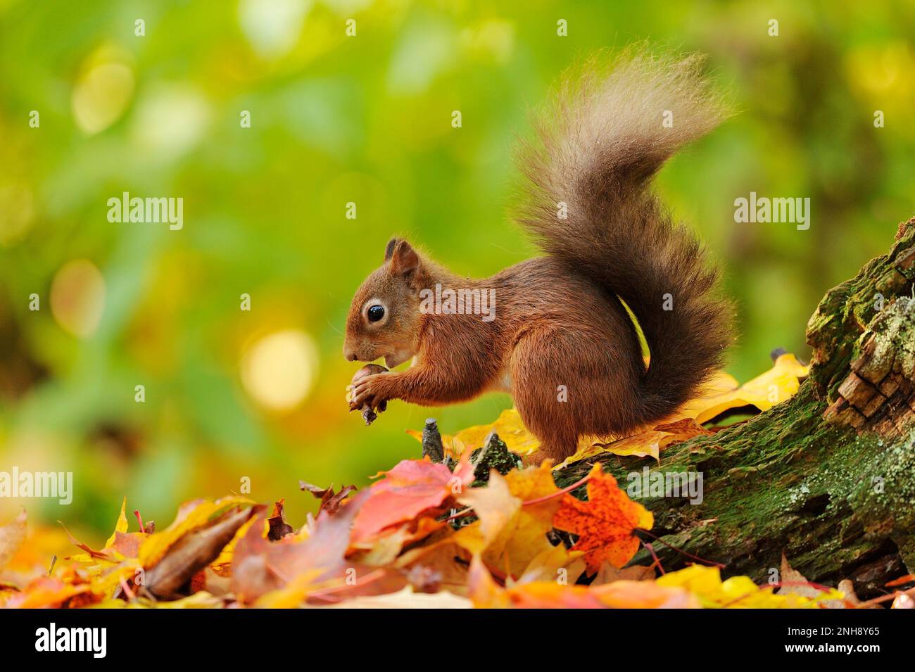 Rotes Eichhörnchen (Sciurus vulgaris), das sich im Herbst von Haselnüssen ernährt und von Laubstreu unter dem Ahornbaum umgeben ist, Inverness-shire, Schottland, Oktober 201 Stockfoto
