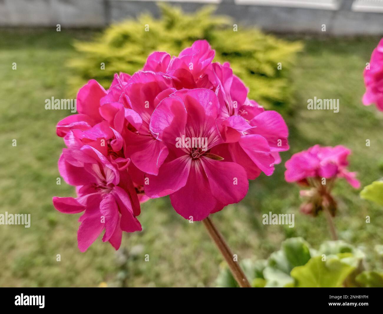 Blüten von Hufeisengeranium (Pelargonium zonale) Stockfoto