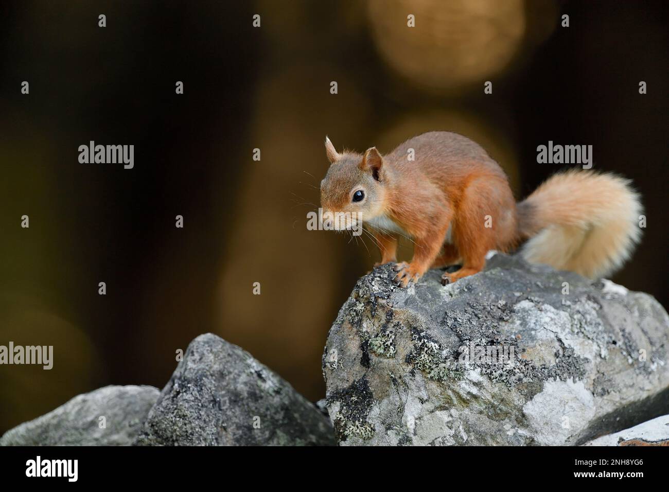 Rotes Eichhörnchen (Sciurus vulgaris) mit blassem Sommerschwanz, angezogen von Erdnüssen, die auf der alten Dystonwand auf dem Aigas Estate, Inverness-shire, Schottland, zurückgelassen wurden, Stockfoto