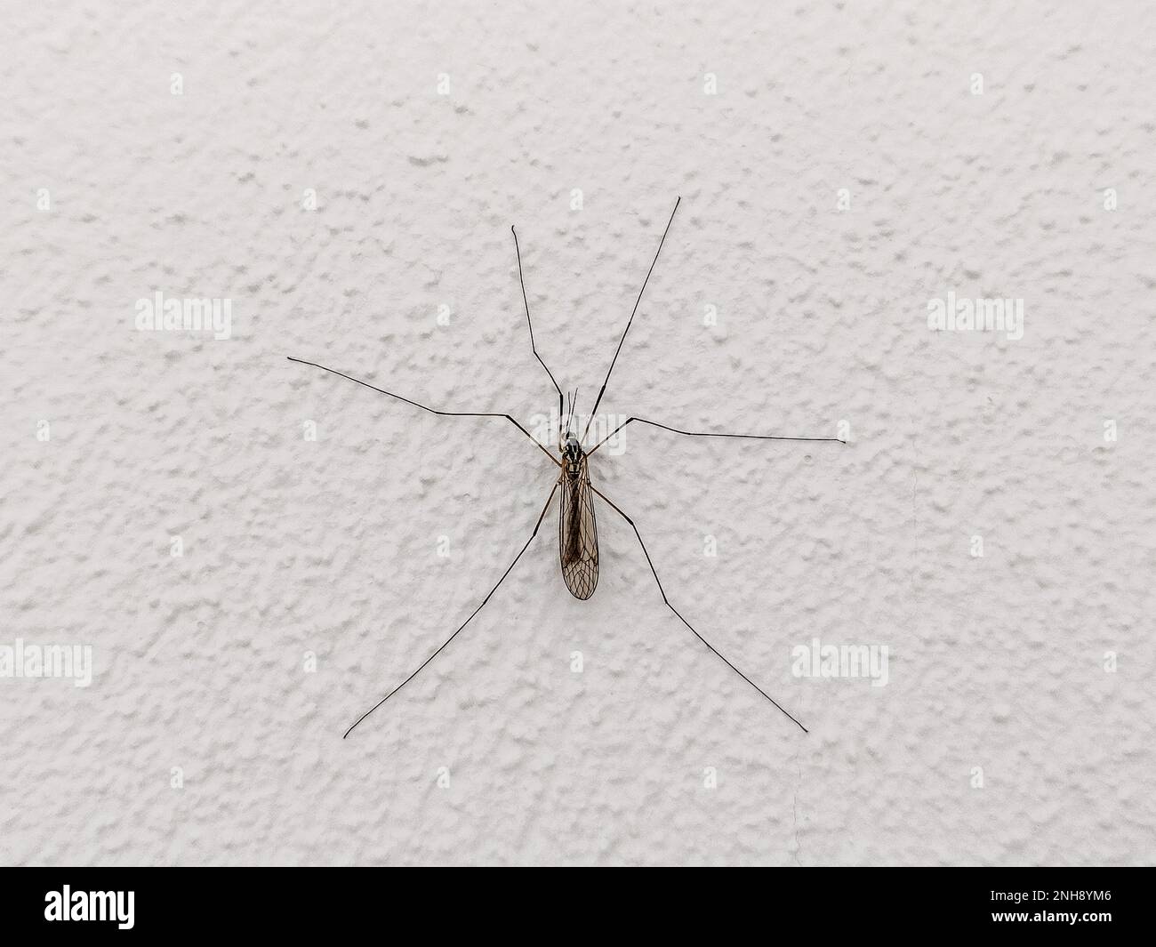 Langbeinige Mücke an einer Wand Stockfoto