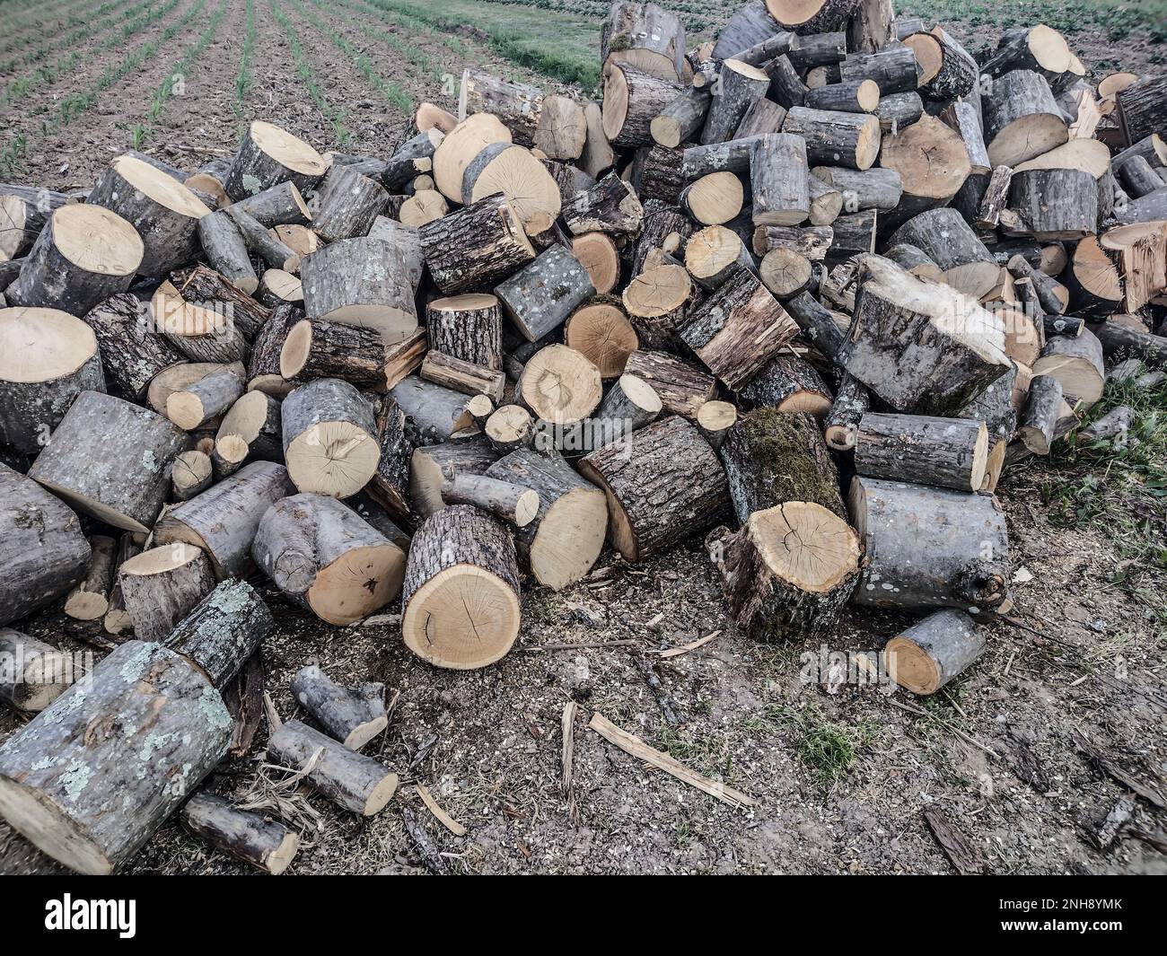 Gruppe von geschnittenem Holz für Feuer Stockfoto