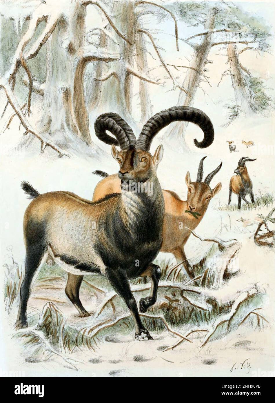 Der Pyrenäen-Ibex (Capra pyrenaica pyrenaica) war eine der vier Unterarten des iberischen Ibex oder der iberischen Wildziege, einer in den Pyrenäen endemischen Art. Diese Spezies war während des Holozän und des oberen Pleistozän häufig. Im Januar 2000 ist das Ibex der Pyrenäen ausgestorben. Ein Versuch im Jahr 2003, die Unterart durch Klonen wiederzubeleben, schlug ebenfalls fehl, nachdem das Tier wenige Minuten nach der Geburt an einem Lungendefekt starb. Illustration von Richard Lydekker, 1898, aus einer Skizze von Joseph Wolf. Stockfoto