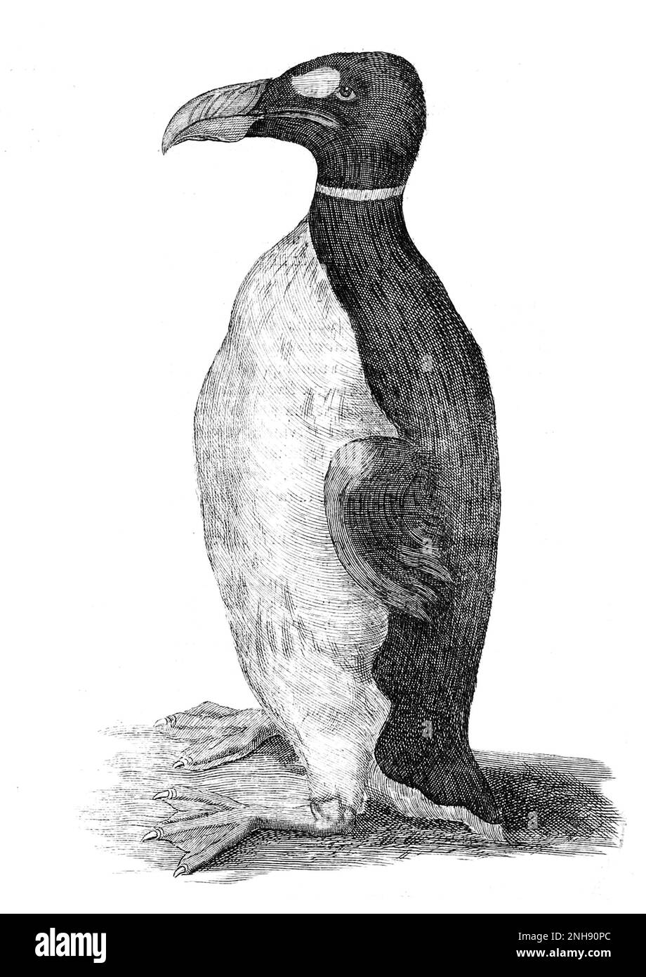 Die einzige bekannte Illustration eines Großen Auk aus dem Leben. Das war das Haustier des dänischen Arztes und Naturhistorikers Olaus Wormius alias Ole Worm (1588-1654). Er erhielt es von den Färöern und wurde in seinem Buch Museum Wormianum, 1655, aufgeführt. Die große Auk (Pinguinus impennis) ist eine Art von fliegenlosem Alcid, die Mitte des 19. Jahrhunderts ausgestorben ist. Es war die einzige moderne Spezies der Gattung Pinguinus. Stockfoto