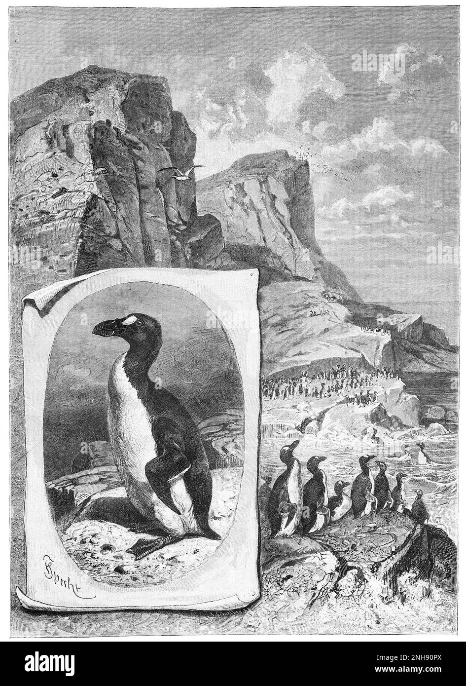 Die große Auk (Pinguinus impennis) ist eine Art von fliegenlosem Alcid, die Mitte des 19. Jahrhunderts ausgestorben ist. Es war die einzige moderne Spezies der Gattung Pinguinus. Es ist nicht eng mit den Vögeln verbunden, die heute als Pinguine bekannt sind, die später von Europäern entdeckt wurden und von Seeleuten wegen ihrer physischen Ähnlichkeit mit der großen Auk so benannt wurden. Illustration aus Ernst Keils Nachfolger, 1884. Stockfoto