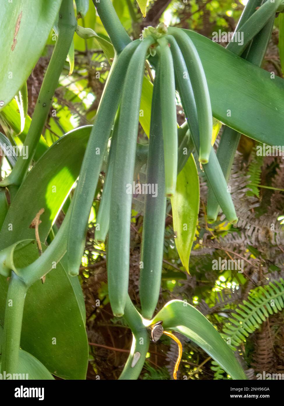 Vanille-Planifolie, Vanille-Pods in Natiora, neugierige NATO Stockfoto