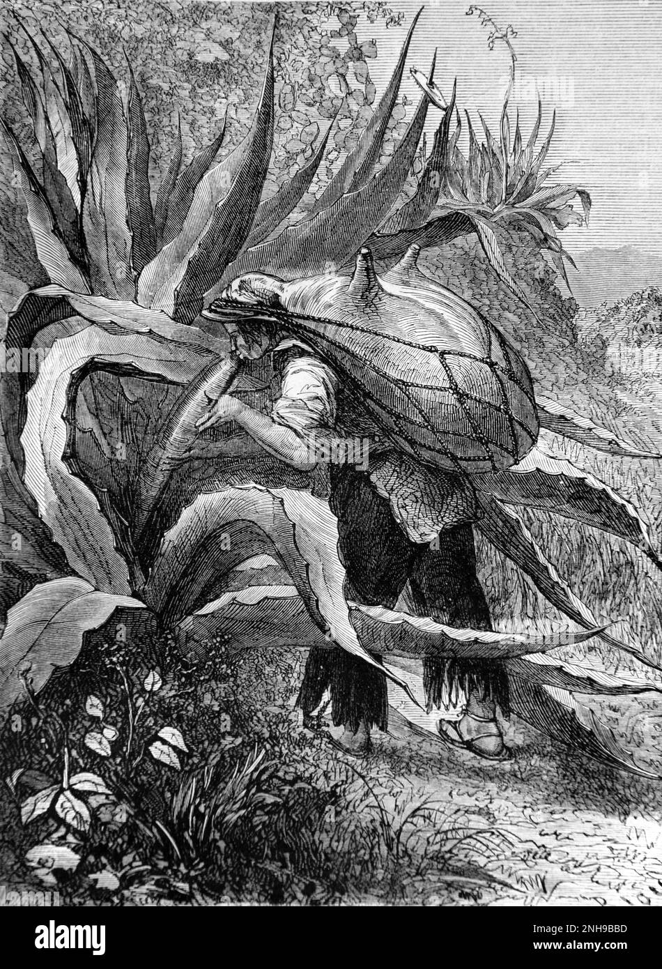 Ernte von Pulque oder Octli aus Maguey, Agave Plant, Century Plant oder Agave Americana in Mexiko. Vintage-Gravur oder Abbildung 1862 Stockfoto