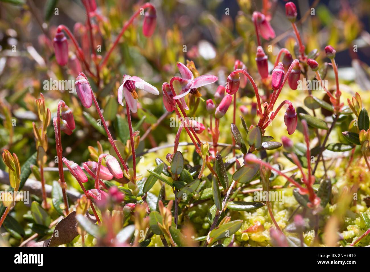 Moosbeere, Gewöhnliche Moosbeere, Moos-Beere, Blüten, Blühend, Vaccinium oxycoccos, Oxycoccus palustris, Wild Cranberry, Small Cranberry, Moorcranberr Stockfoto