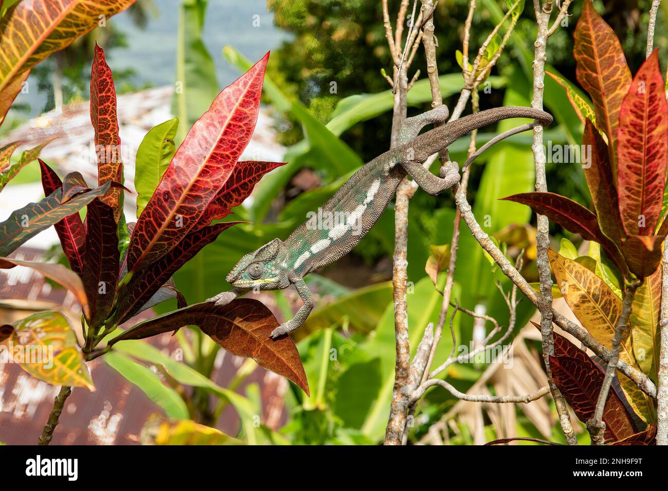 Panther Chameleon, Furcifer pardalis in Ambodifotatra, Nosy Boraha, Madagaskar Stockfoto