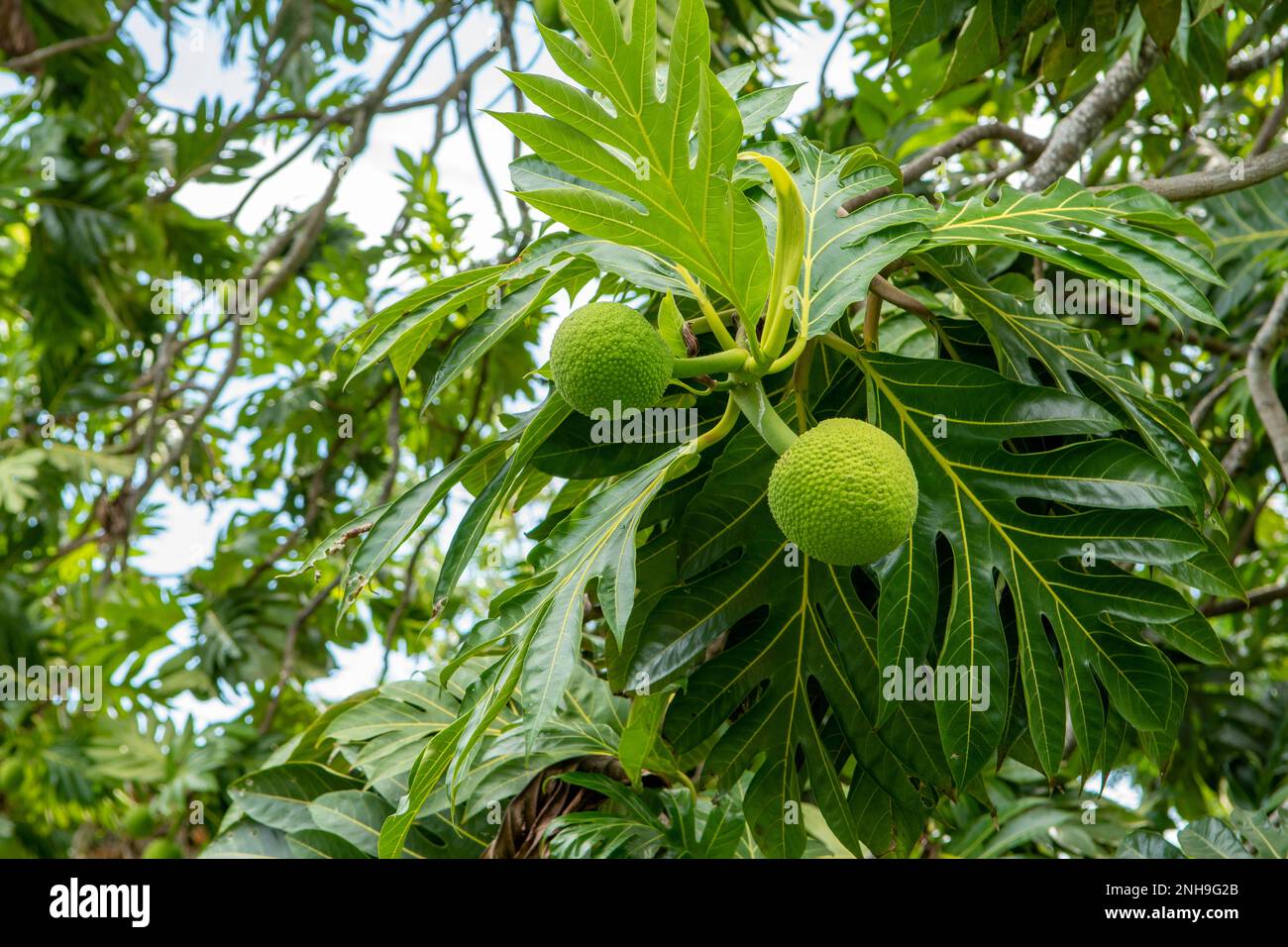 Artocarpus altilis, Brotfrucht bei Ambodifotatra, Nosy Boraha Stockfoto